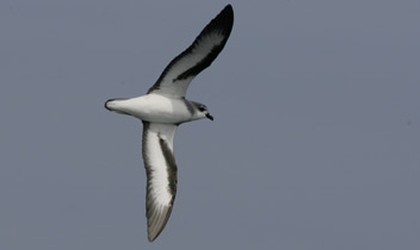 Black-winged petrel